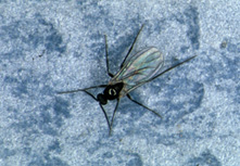 Figure 1: Fungas gnat adult 